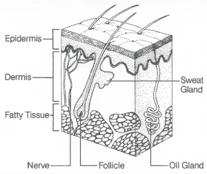 Skin Health: Prevention and Treatment of Skin Breakdown