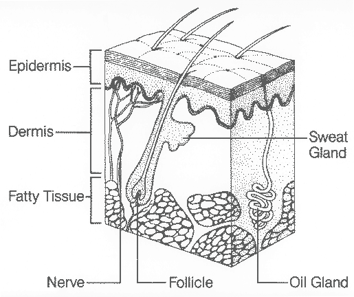 Absorb Moisture Line Icon. Vector Illustration of Layers and Three