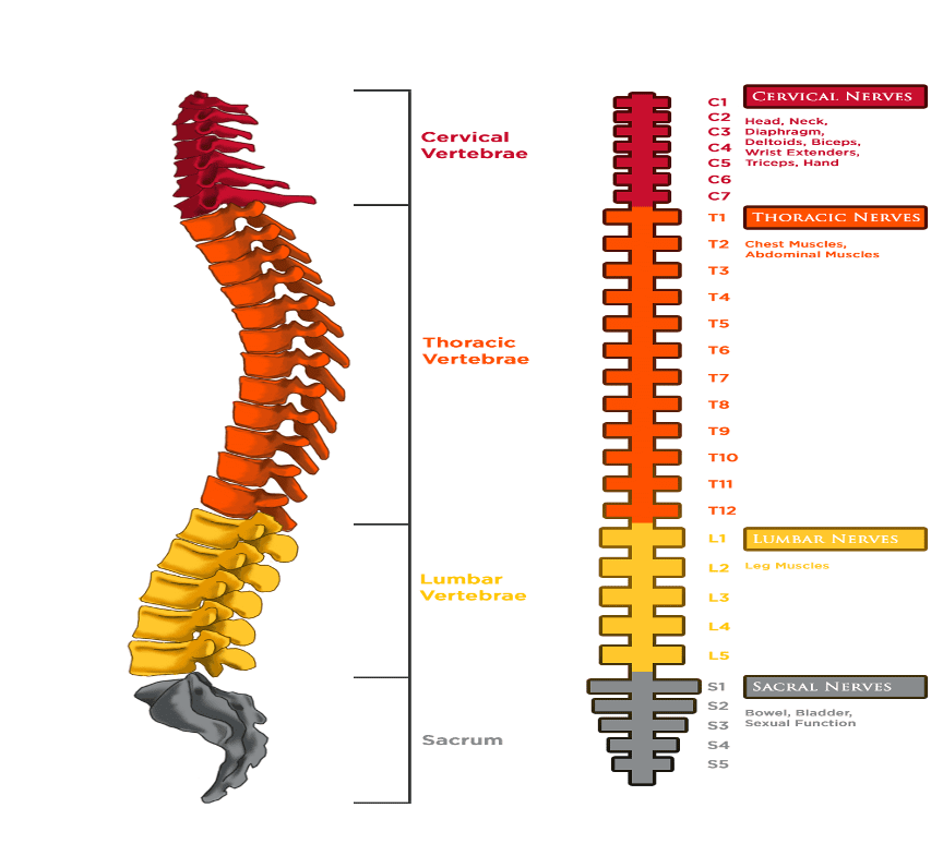 Diagram of a spinal cord